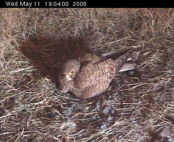 Kestrels